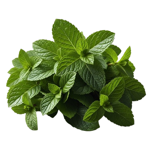 نعناع طبيعي
